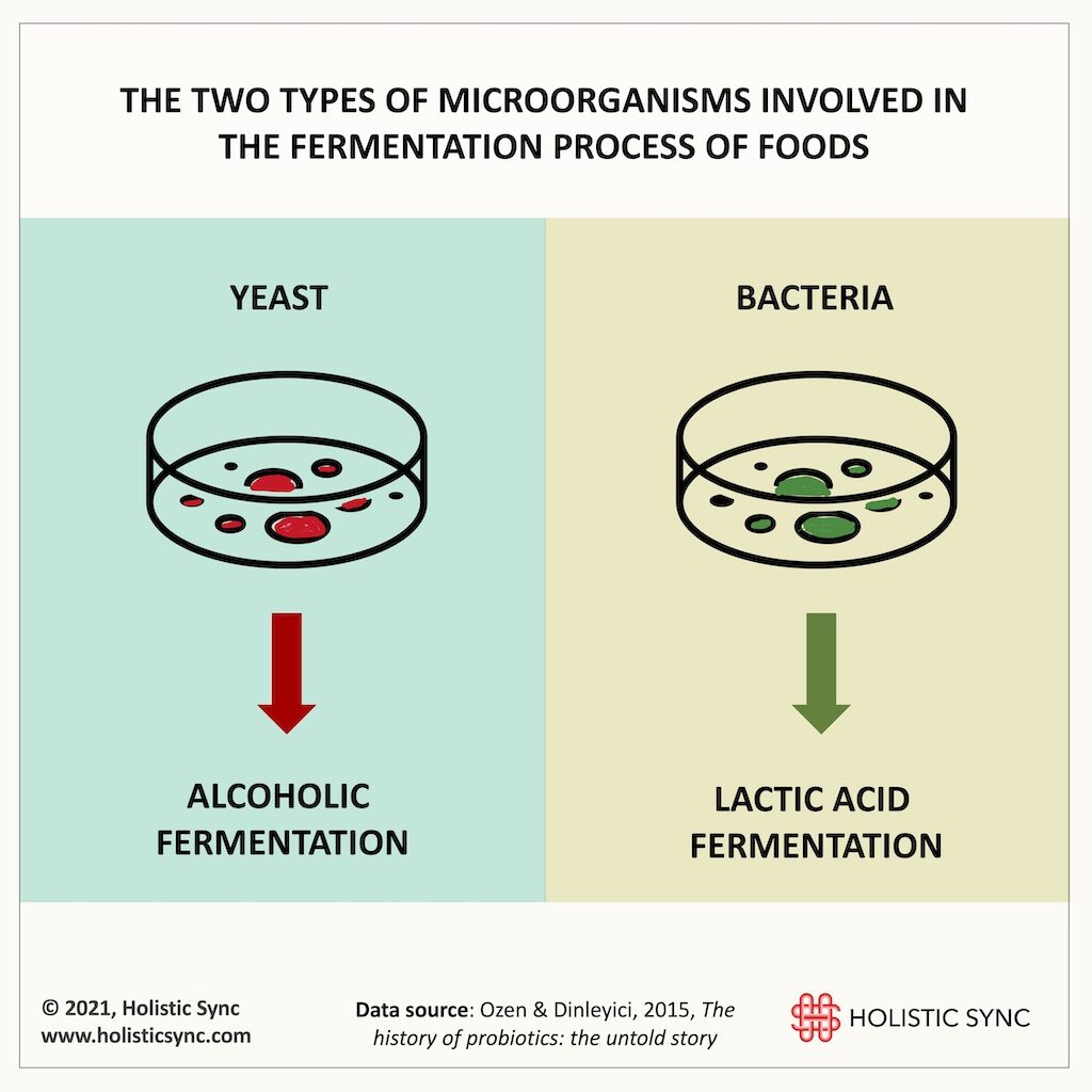 The two types of microorganisms involved in the fermentation process of foods, 2021 © Holistic Sync, www.holisticsync.com