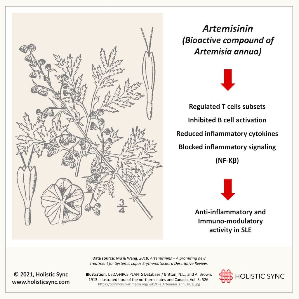 Mechanism of action of artemisinin (extracted from Artemisia annua) in a model of systemic lupus erythematous (SLE), 2021 © Holistic Sync, www.holisticsync.com